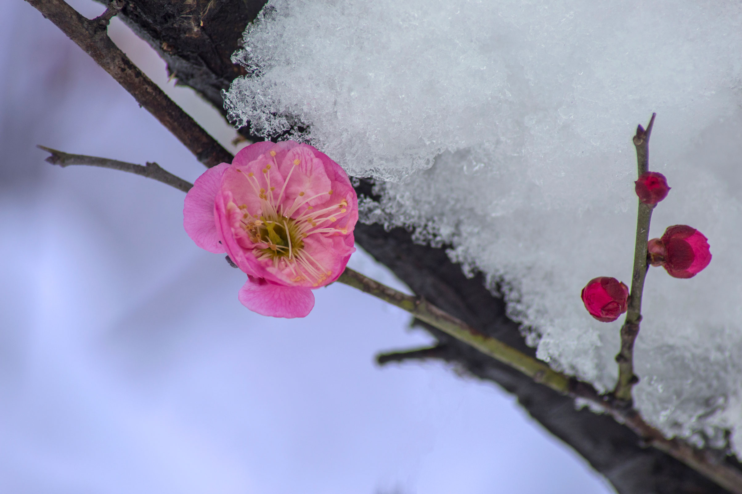 傲雪梅花幻灯片背景图片