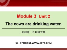 《The cows are drinking water》PPT课件2ppt课件