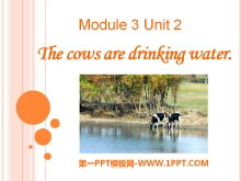 《The cows are drinking water》PPT课件4ppt课件