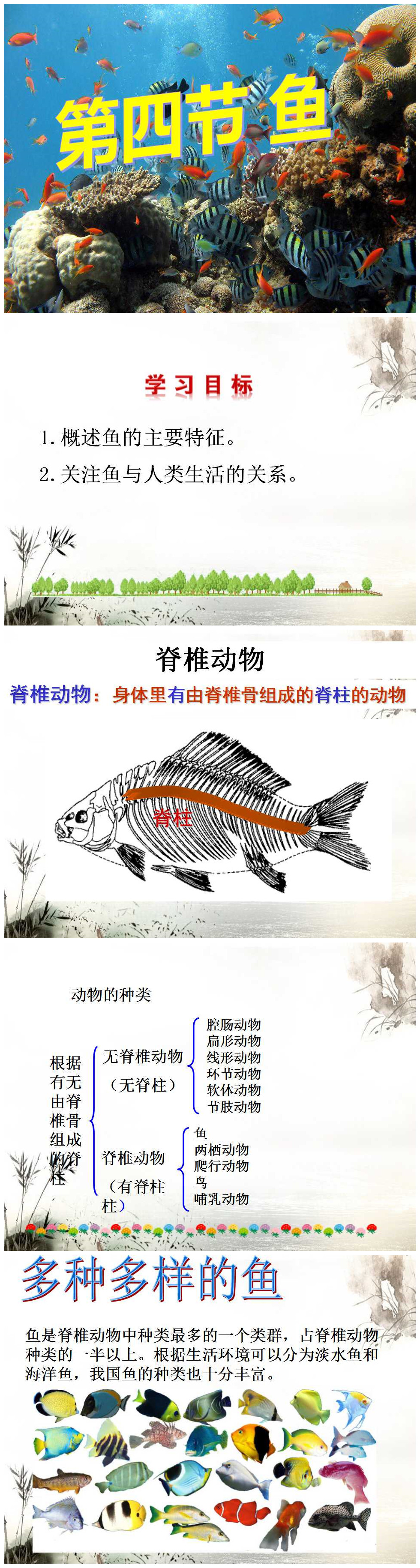 《鱼》动物的主要类群PPT课件5PPT课件下载
