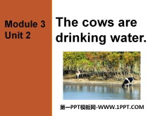《The cows are drinking water》PPT课件3