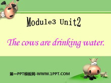 《The cows are drinking water》PPT课件5