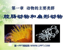 《腔肠动物和扁形动物》动物的主要类群PPT课件6