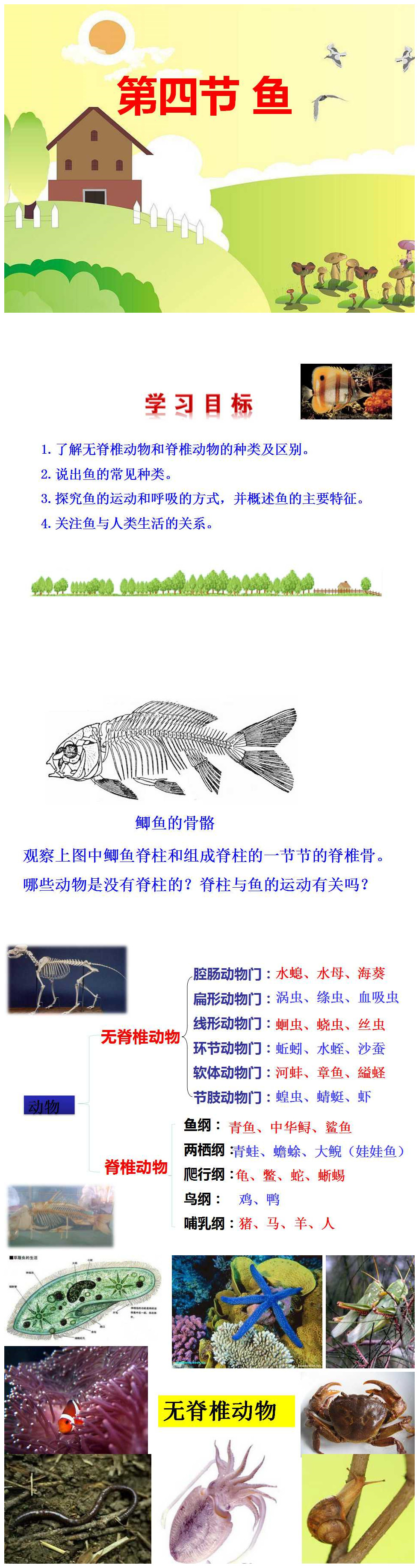 《鱼》动物的主要类群PPT课件