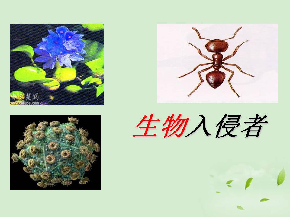 《生物入侵者》PPT课件5