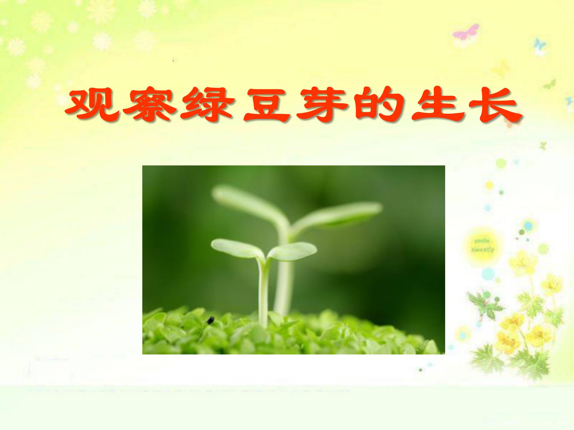 《观察绿豆芽的生长》生物与环境PPT课件4