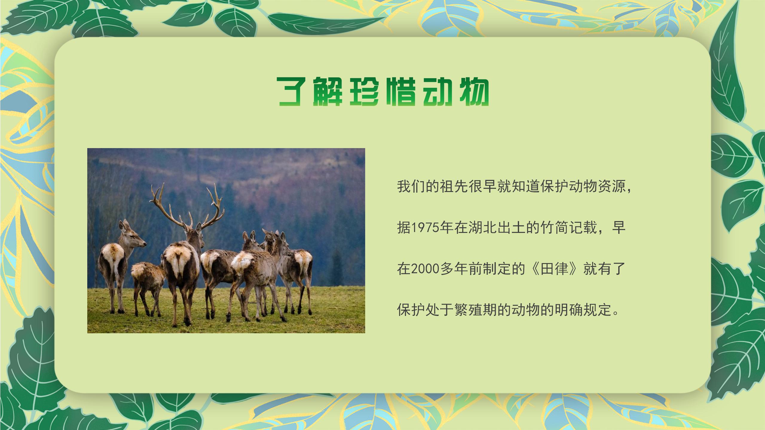 清新绿色树叶野生动物保护宣传绿色环保主题PPT模板