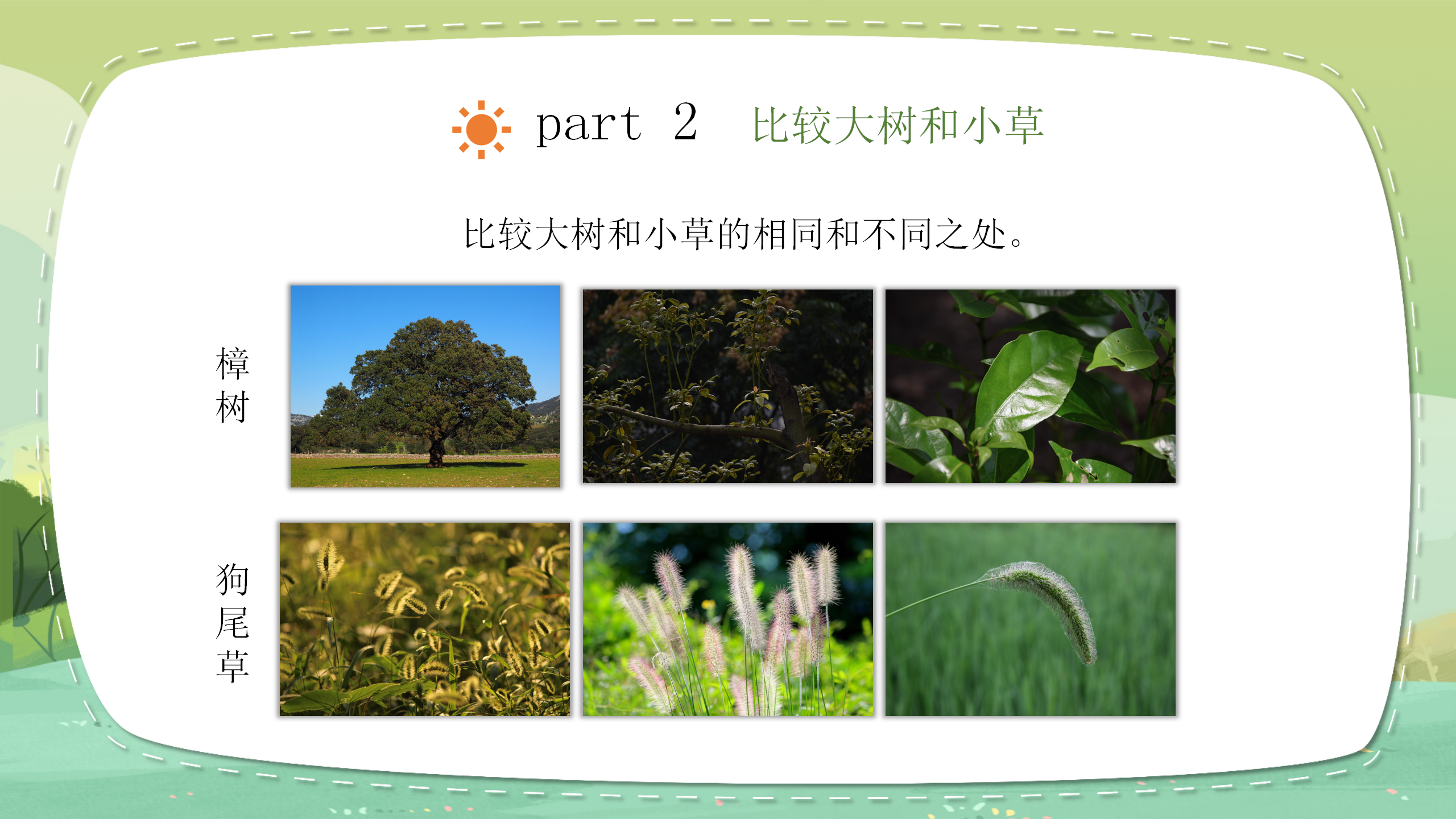 《大树和小草》植物PPT课件2