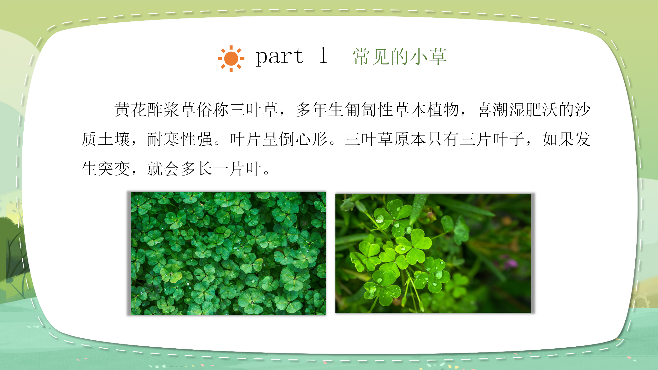 《大树和小草》植物PPT课件2