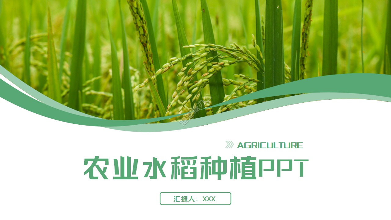 绿色稻田的农业极简品牌推广季度总结ppt模板